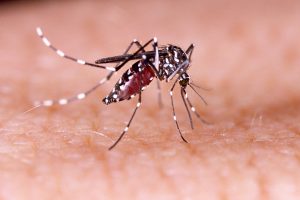 רשתות נגד יתושים: חלון ורשת